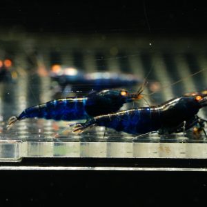 Deep Blue Tiger Orange Eye