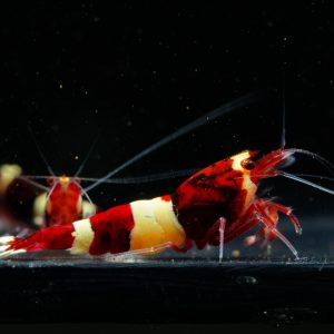 Taiwan Bee Wine Red