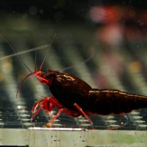 Taiwan Bee King Kong Dark Red/Red Ruby