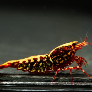Galactic Shrimps Red Stardust