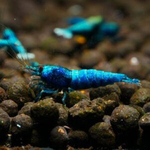 Deep Blue Bolt Taiwan Bee