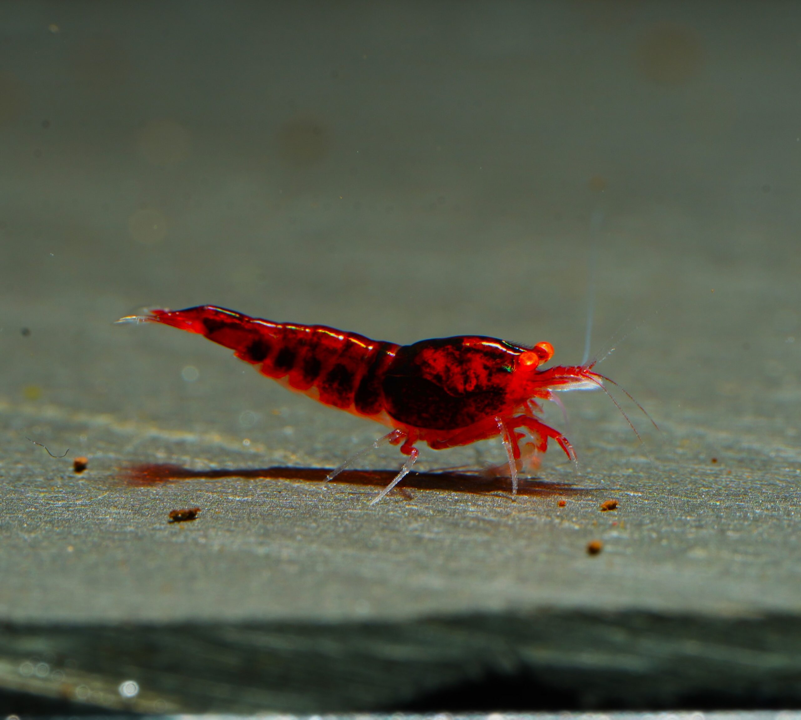 8x Dark Red Devil OE juvenile