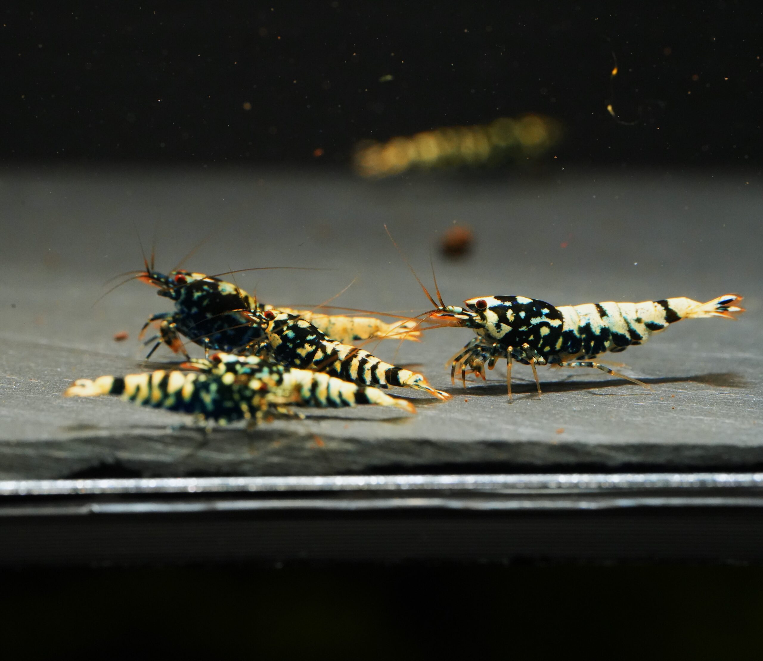 8x Black Snowfall Tiger