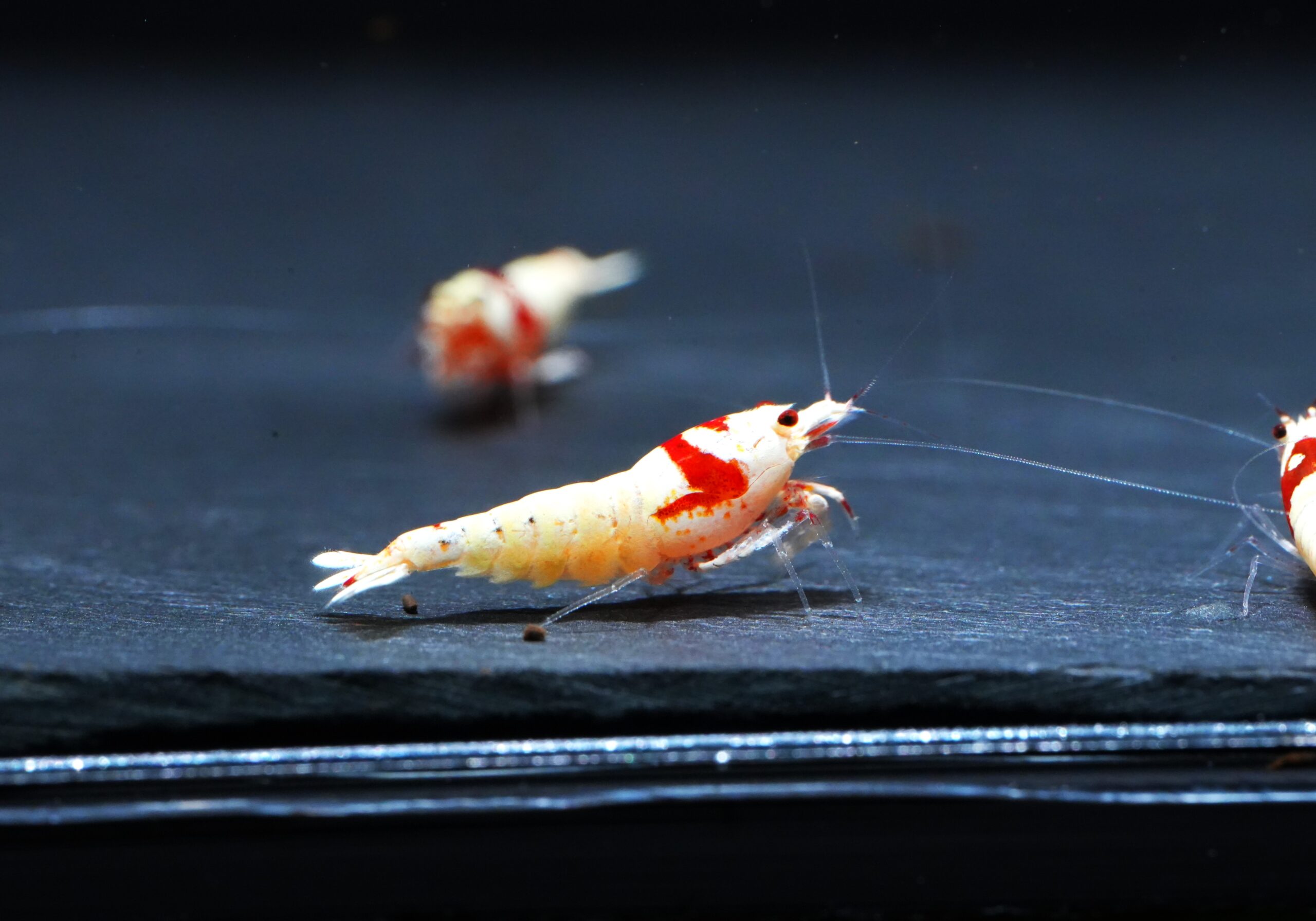 10x Pure White Line juvenile