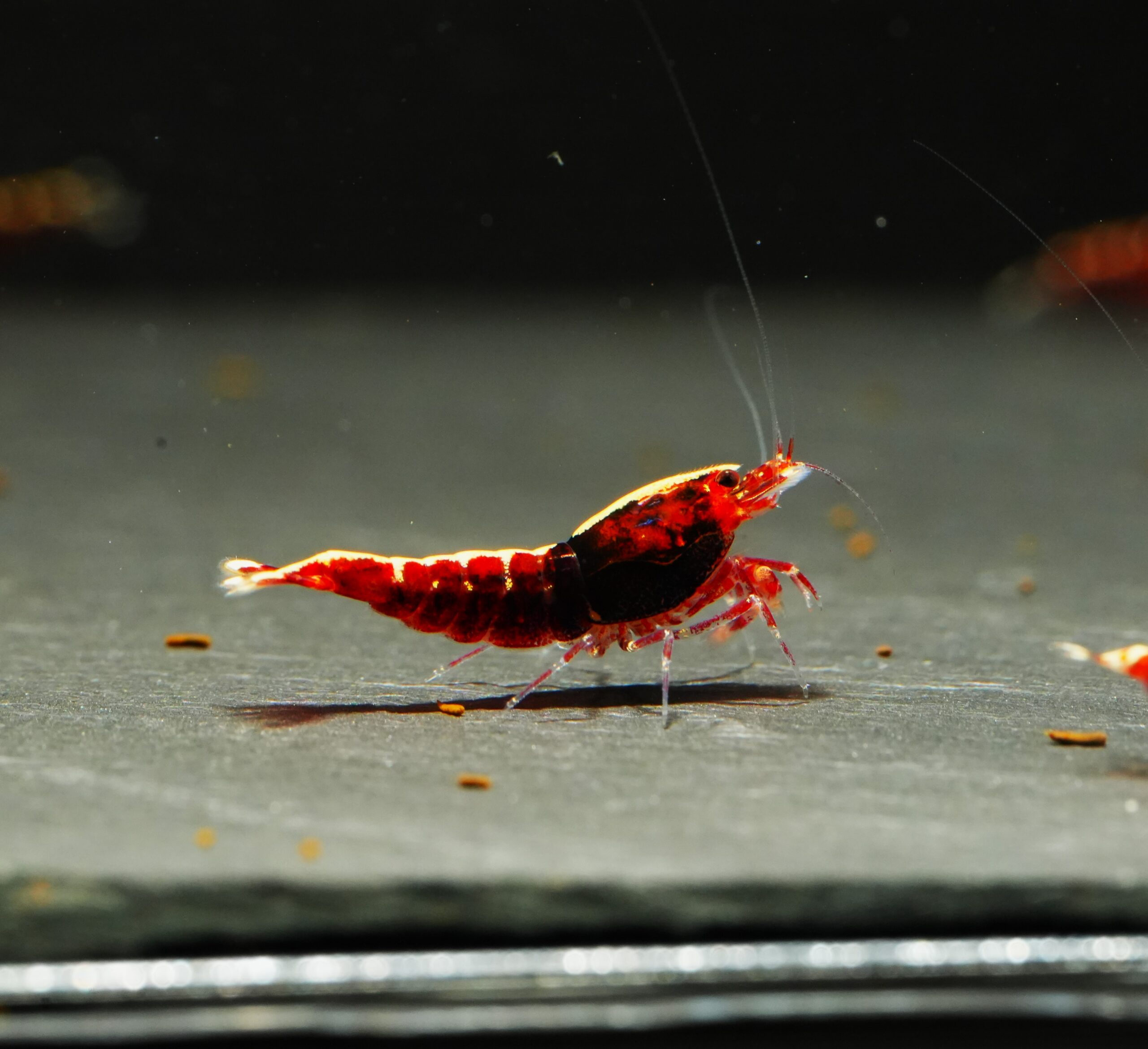 20x Red Fishbone