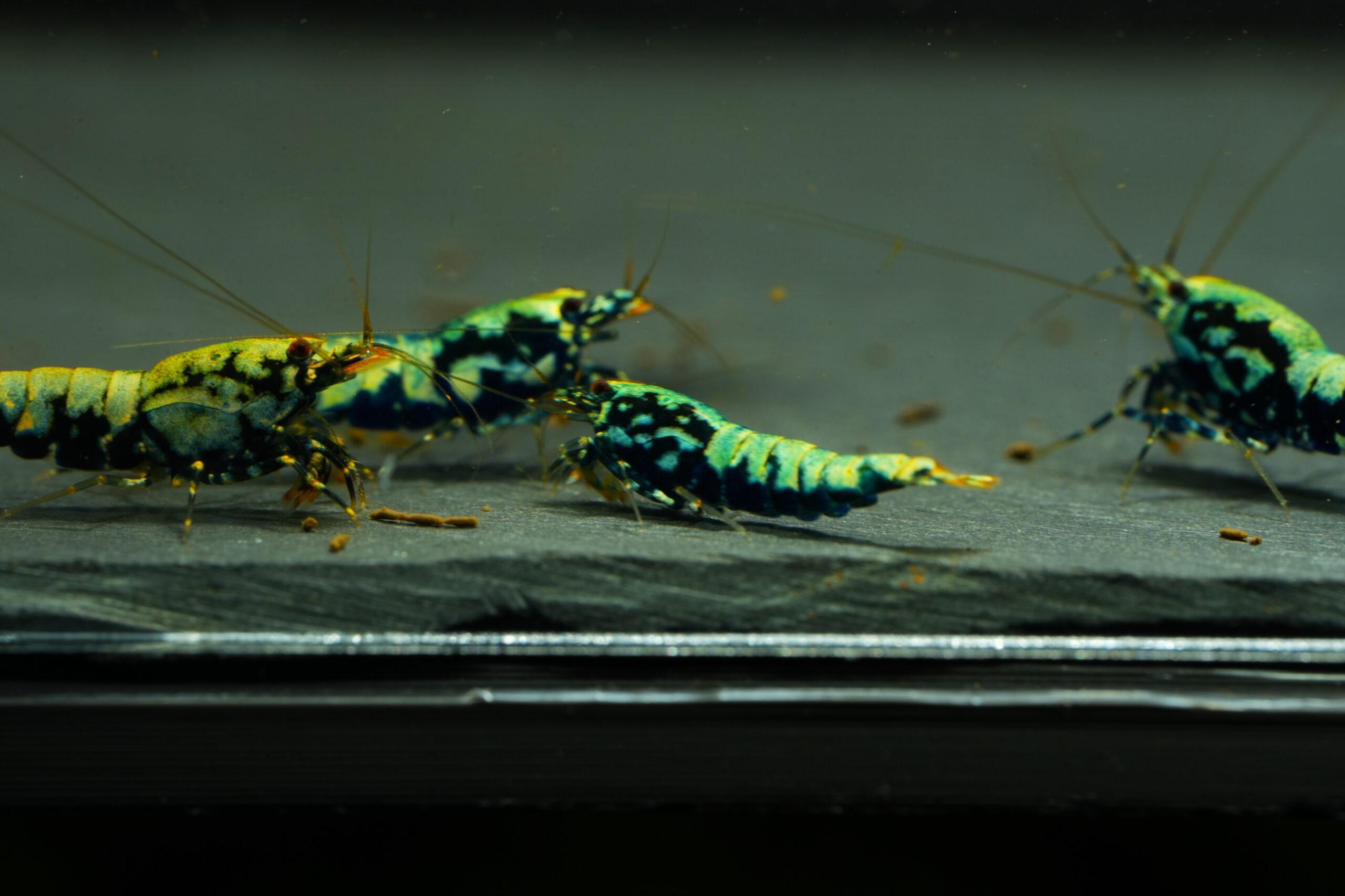 6x Blue Boa juvenile