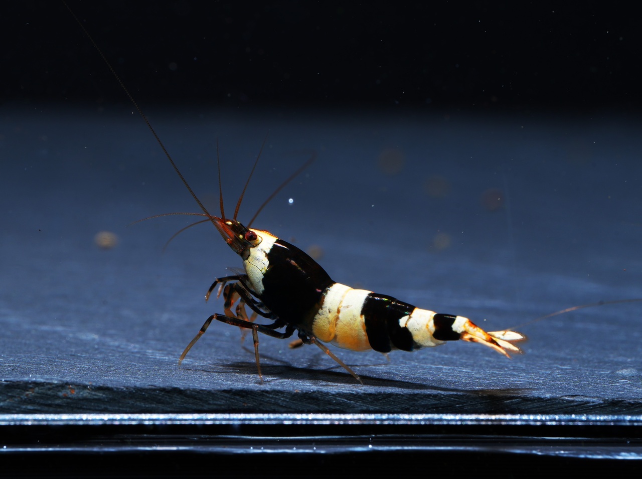 10x Black Bee