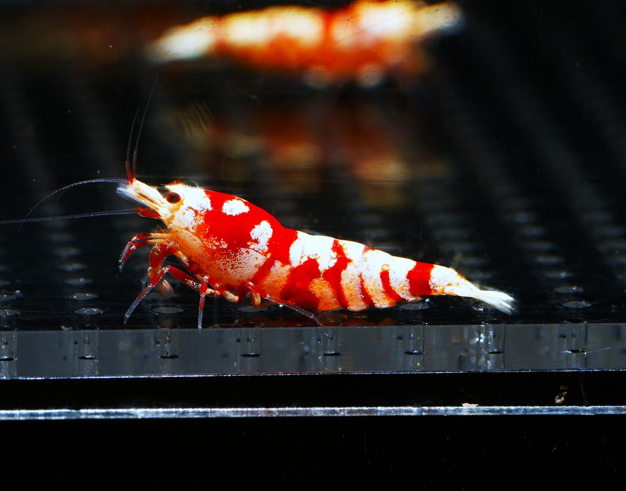 10x Red Fancy Tiger