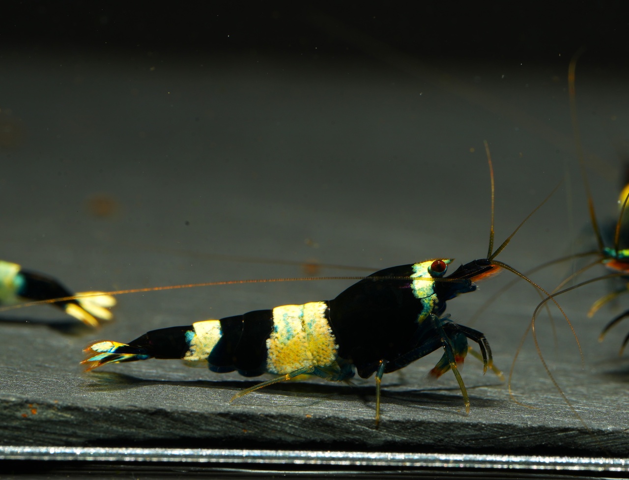 10x Taiwan Bee Panda Shadow