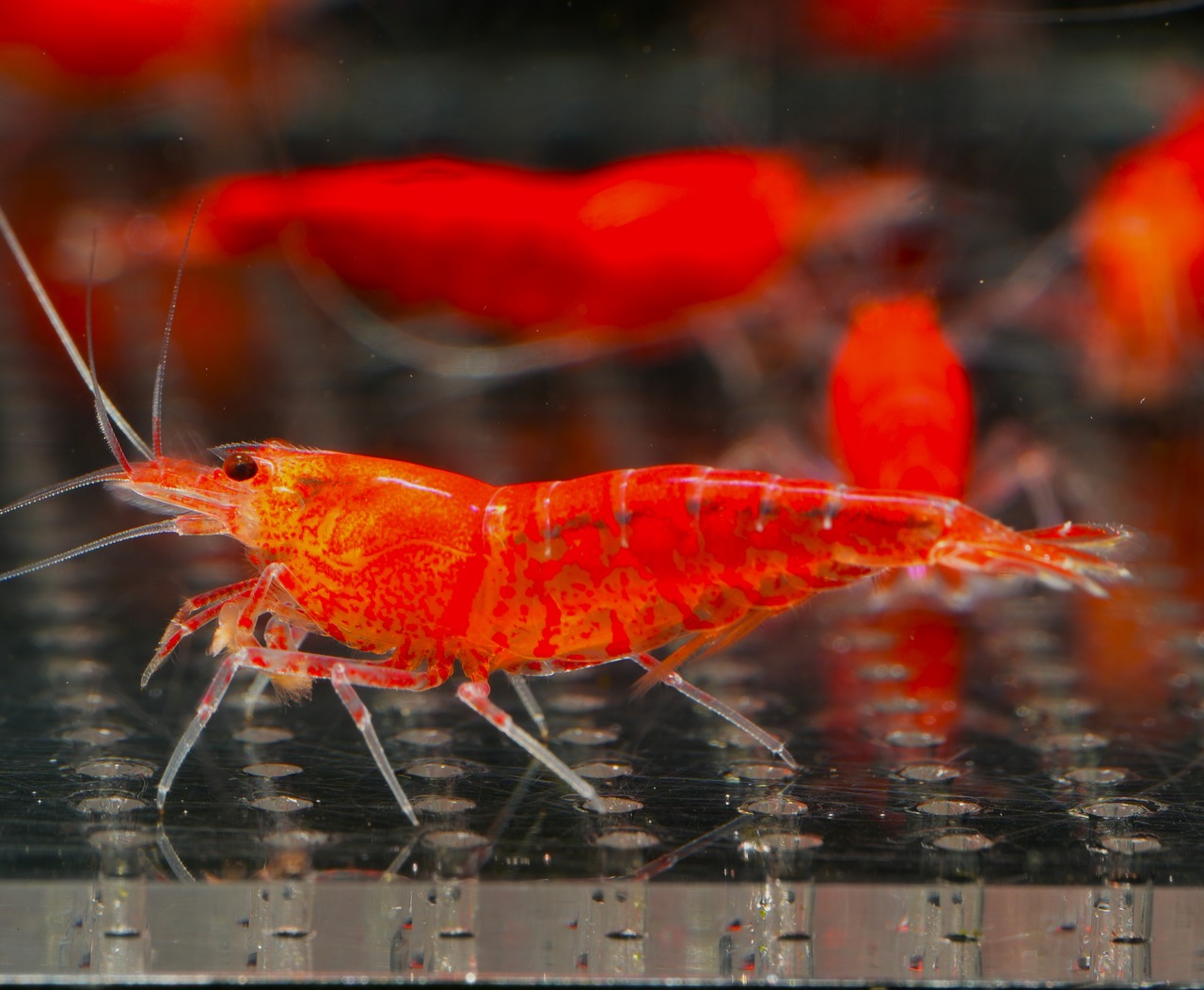 14x Super Red Tiger