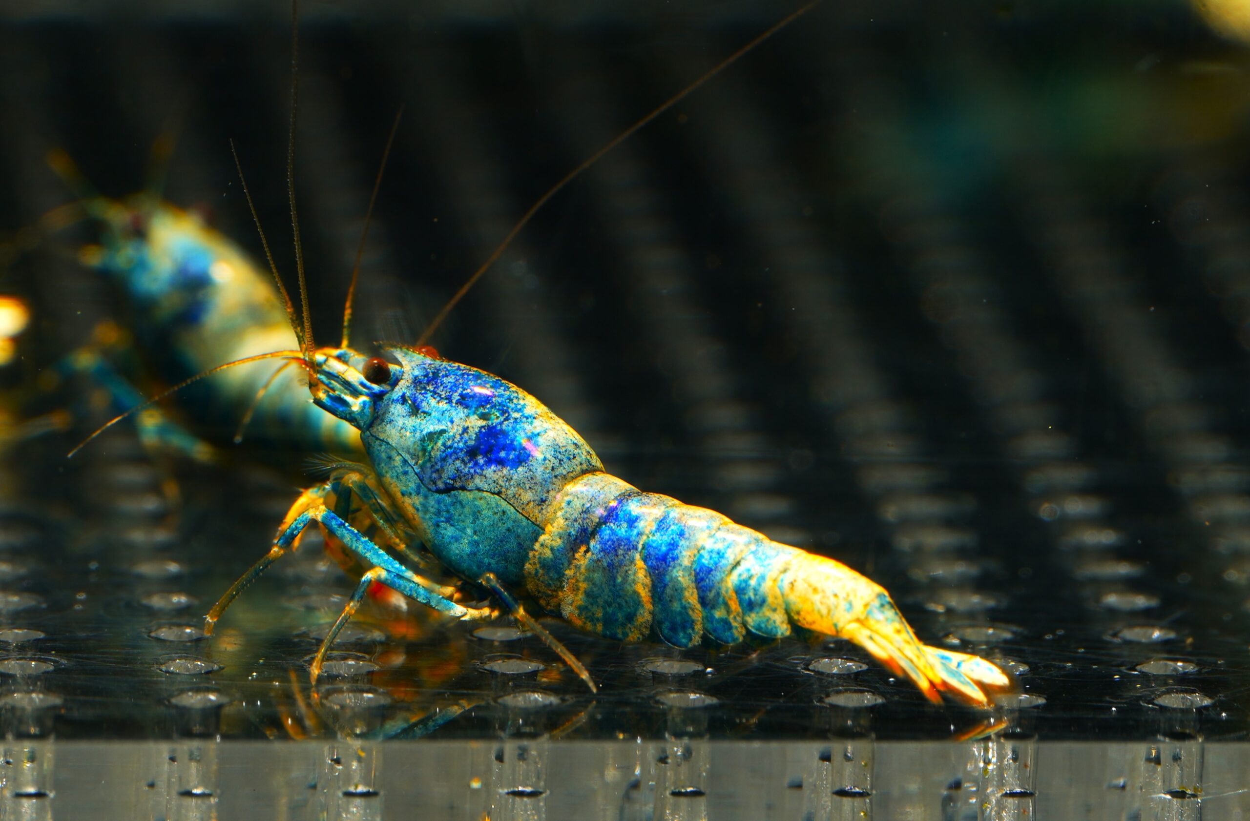 10x Blue Bolt