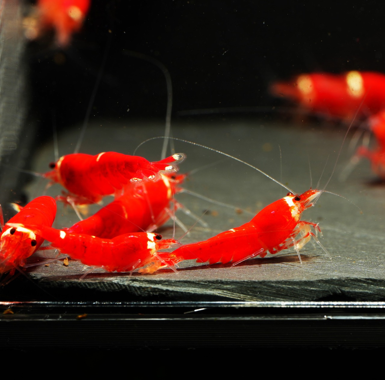 15x Super Crystal Red One Stripe (Santa Patern)