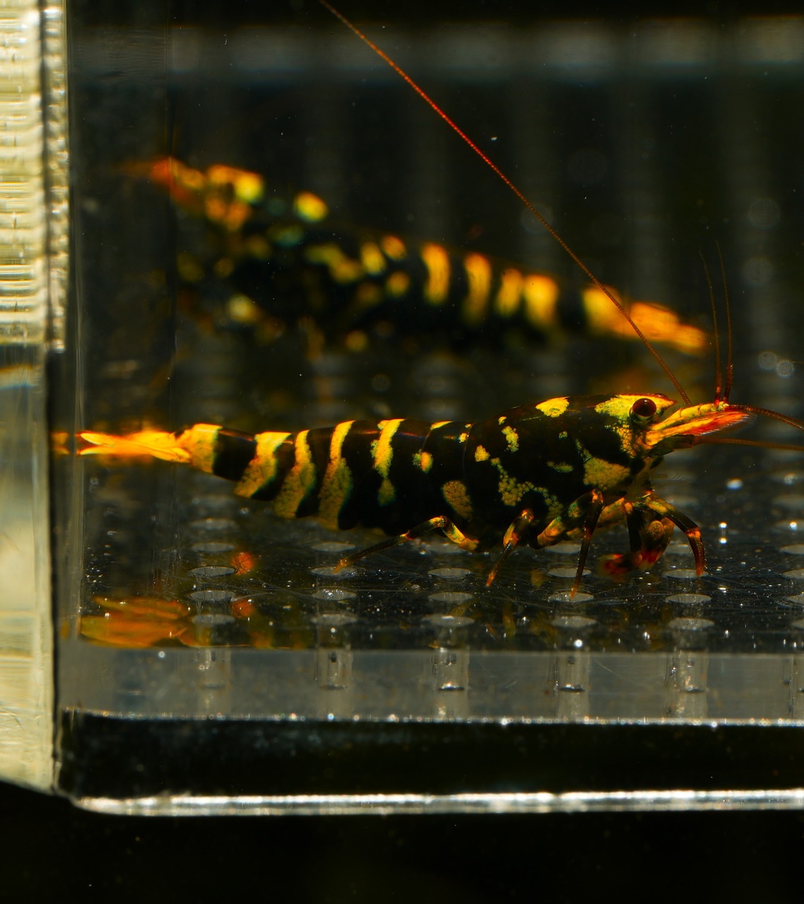 5x Galaxy Tiger from Hornet Colony