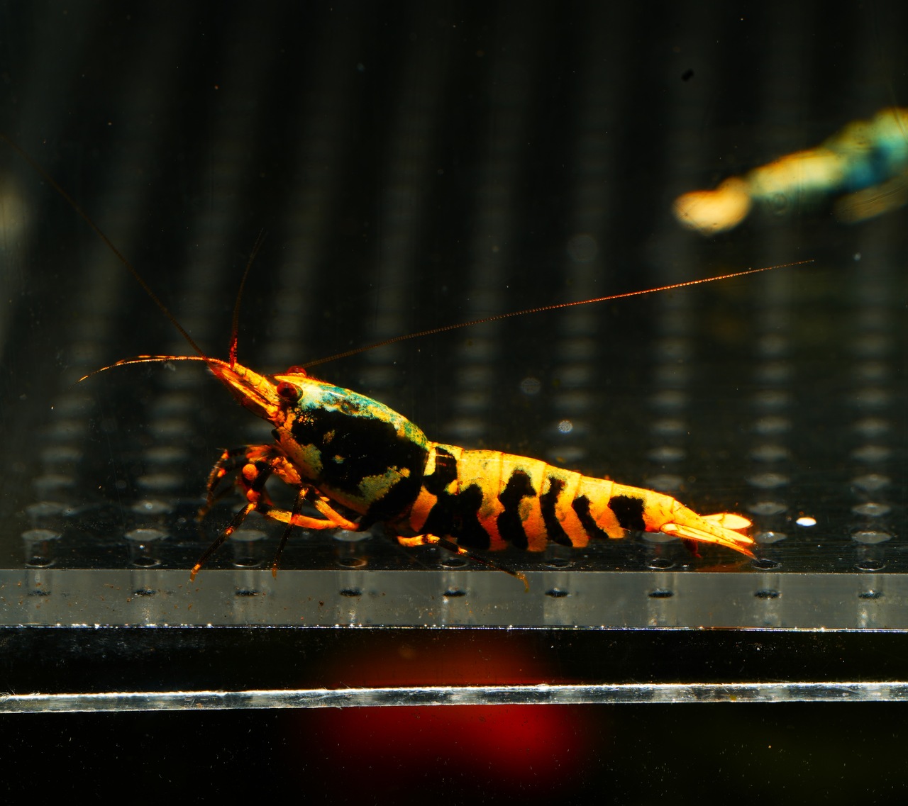 5x Galaxy Tiger