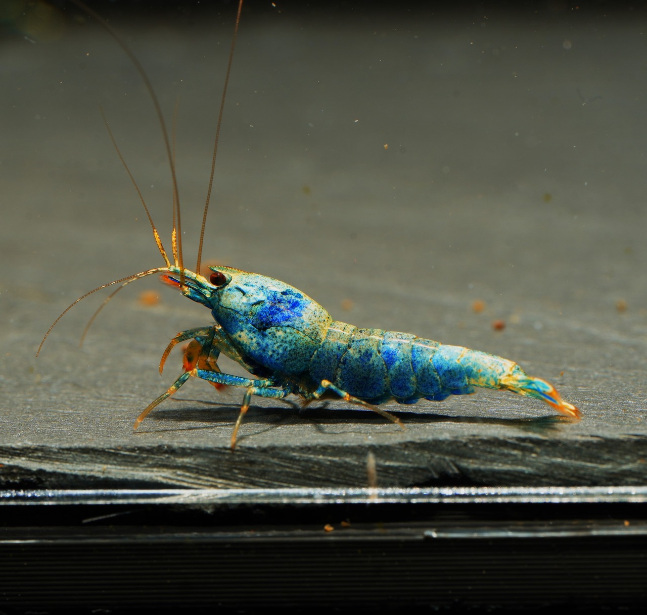 8x Blue Bolt