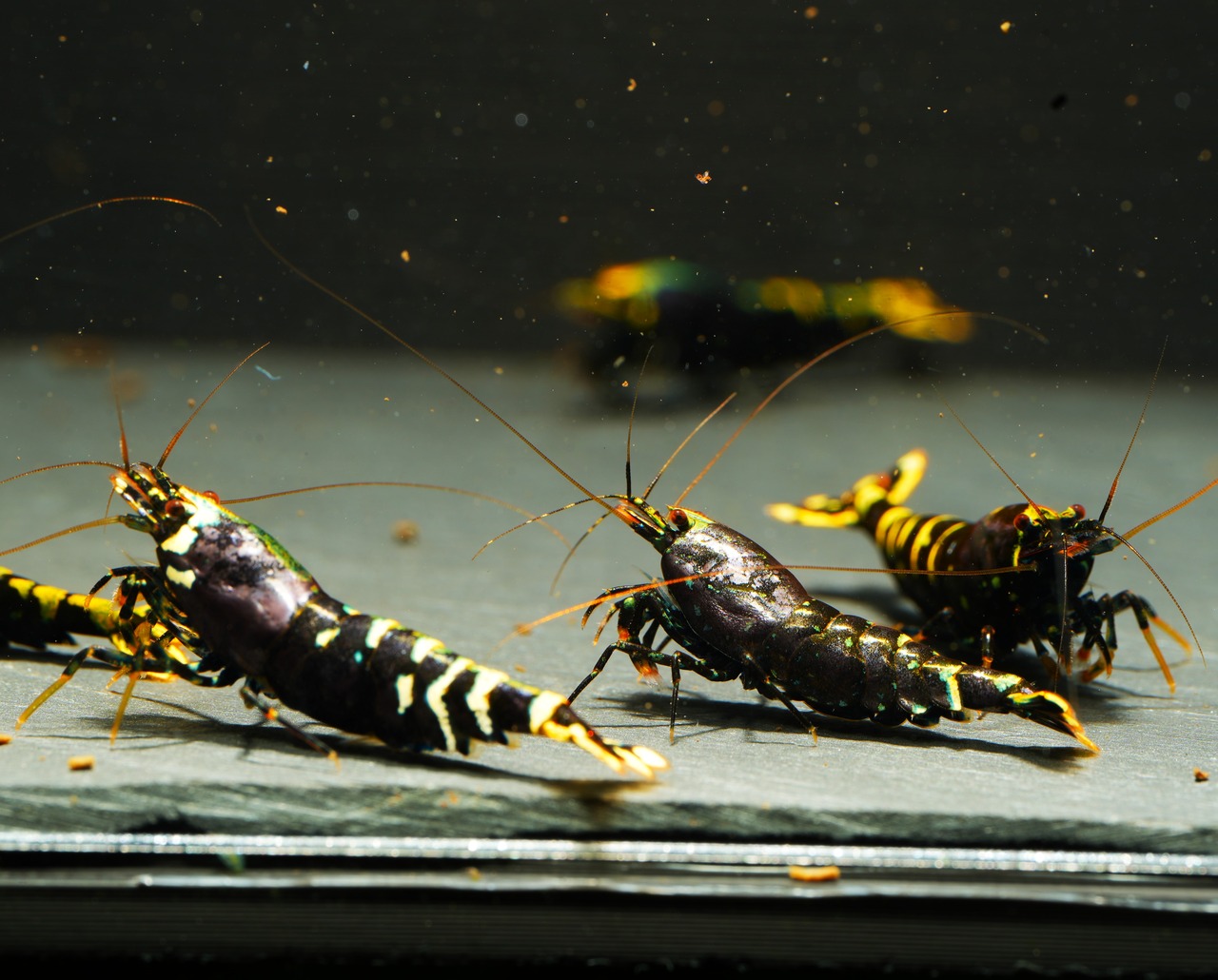 5x Metallic Galaxy Tiger 4F 1M