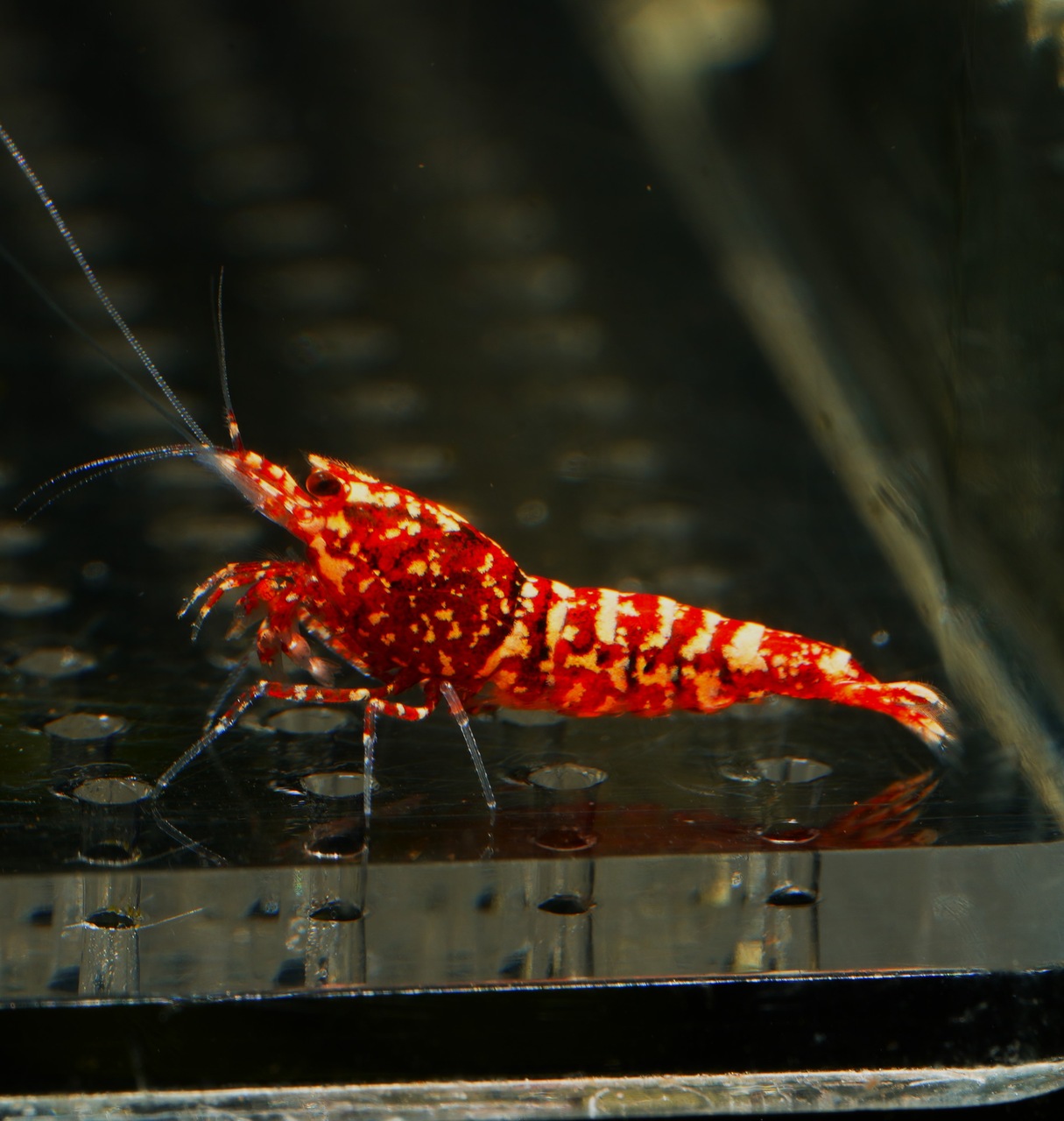 5x Red Snowfall juve. 4F 1M