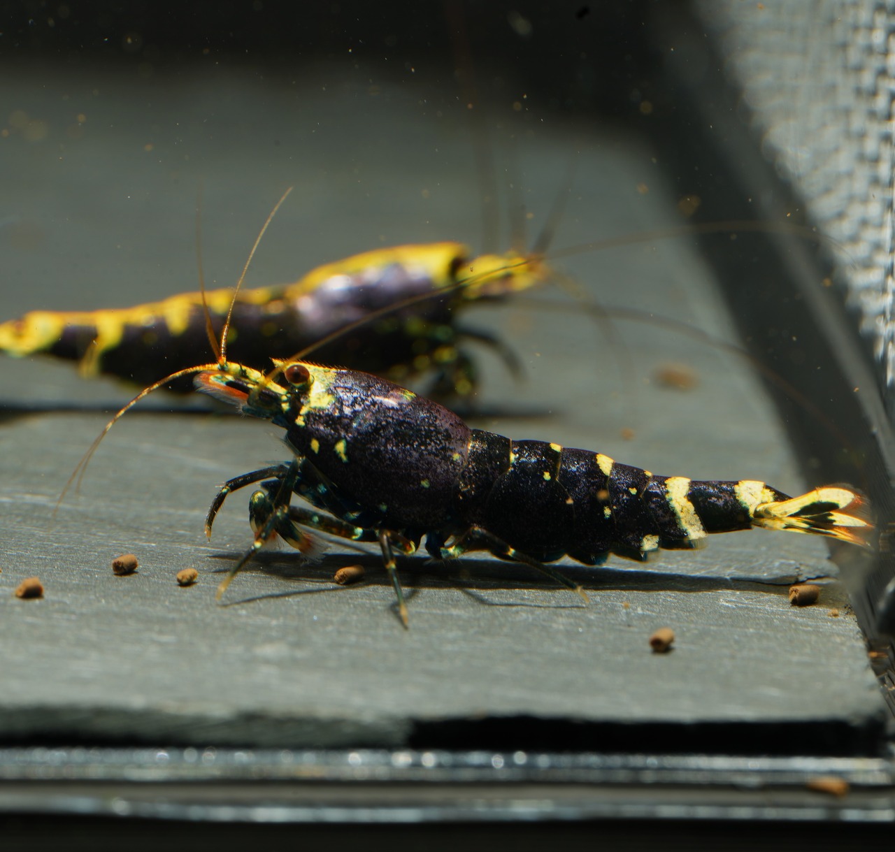 5x Metallic Galaxy Tiger 5Fem.