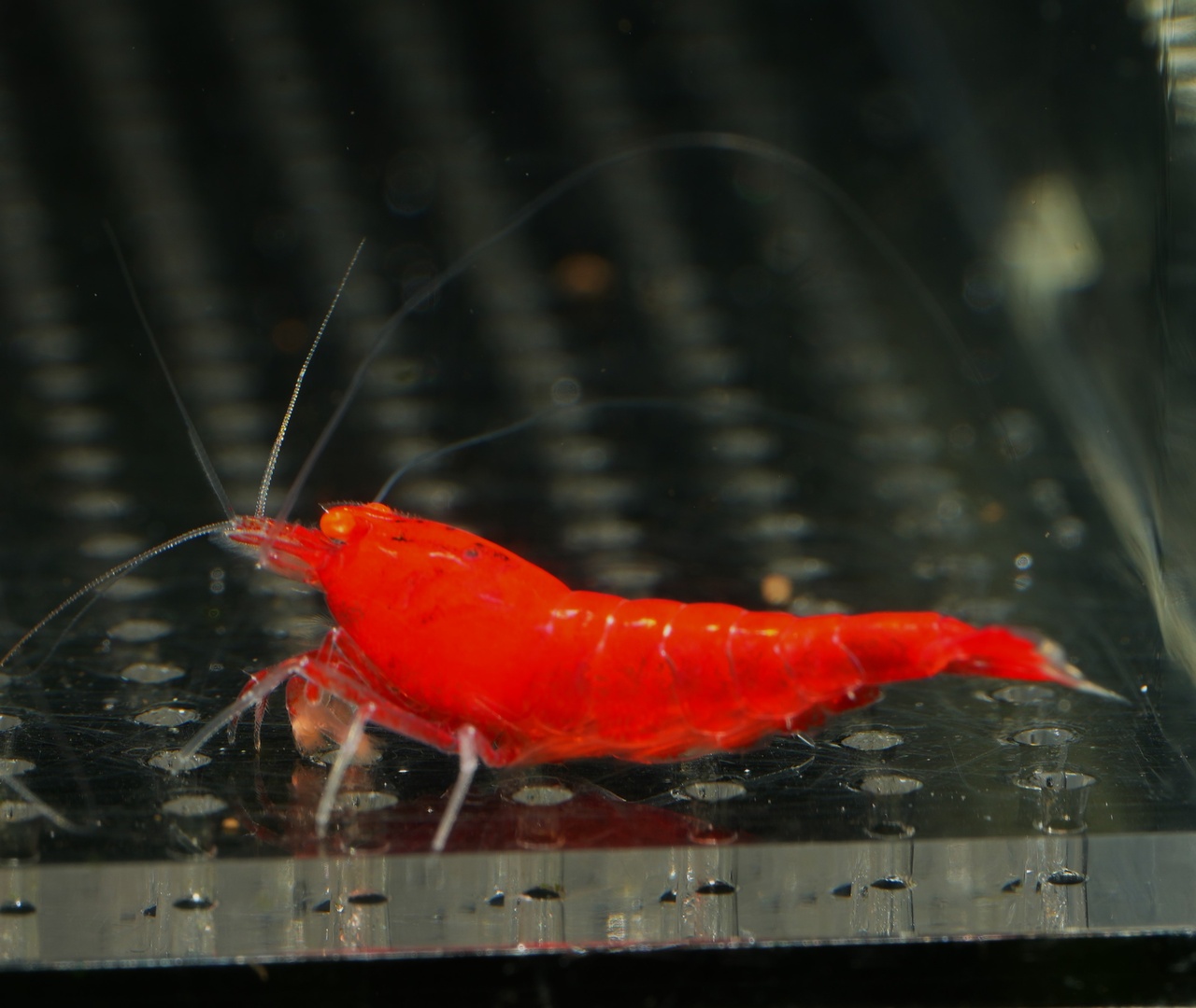 8x Red Devil OE