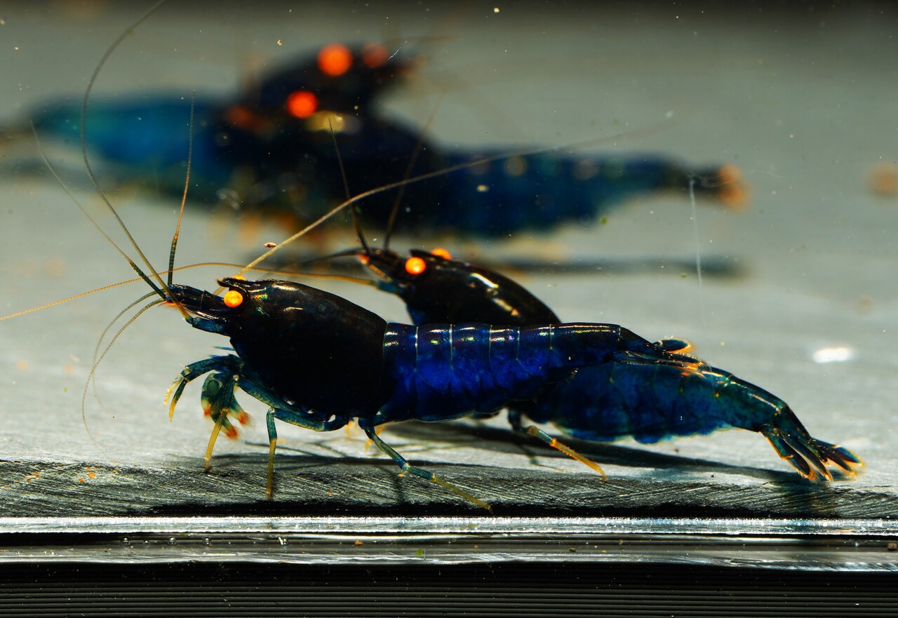 5x Blue Devil OE