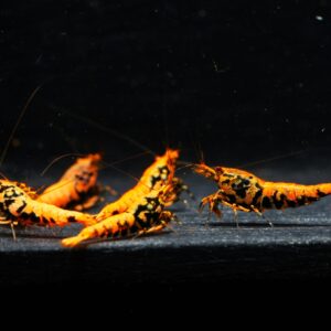 Boa Orange
