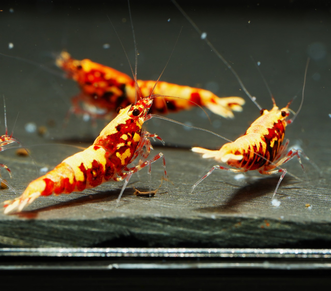 8x Red Galaxy Boa (8)