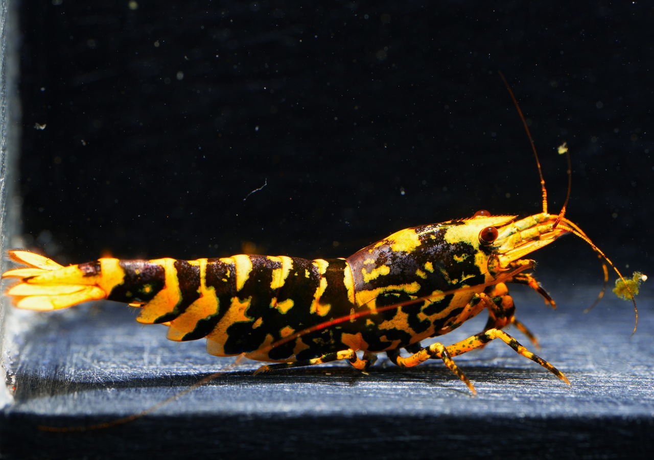 1x Galaxy Tiger Fem. From Hornet Colony