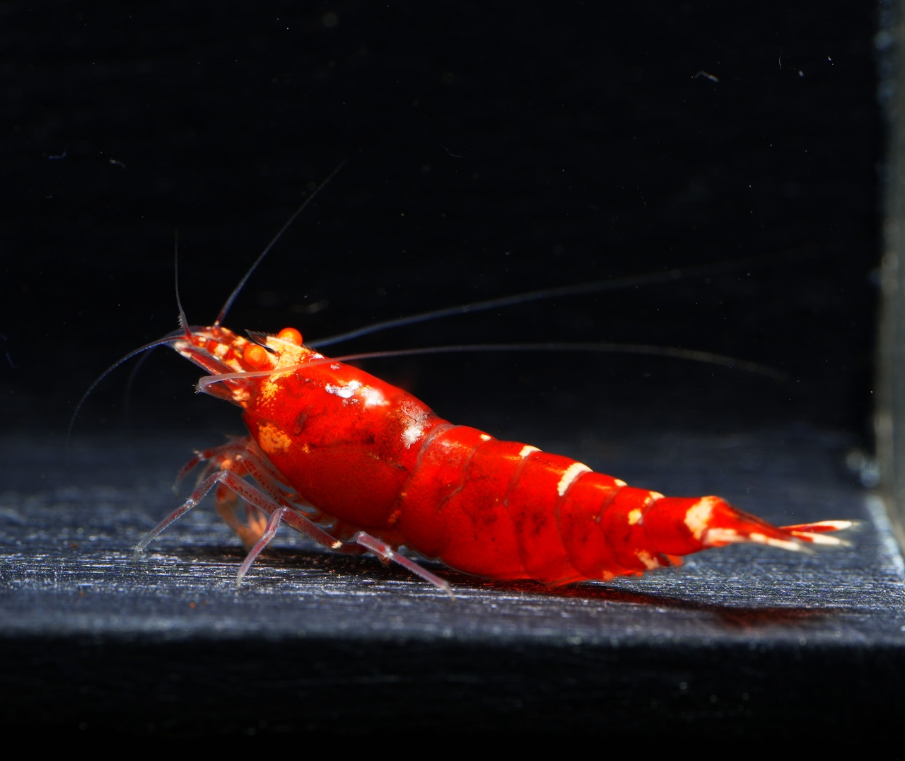 3x Red Galaxy Tiger OE