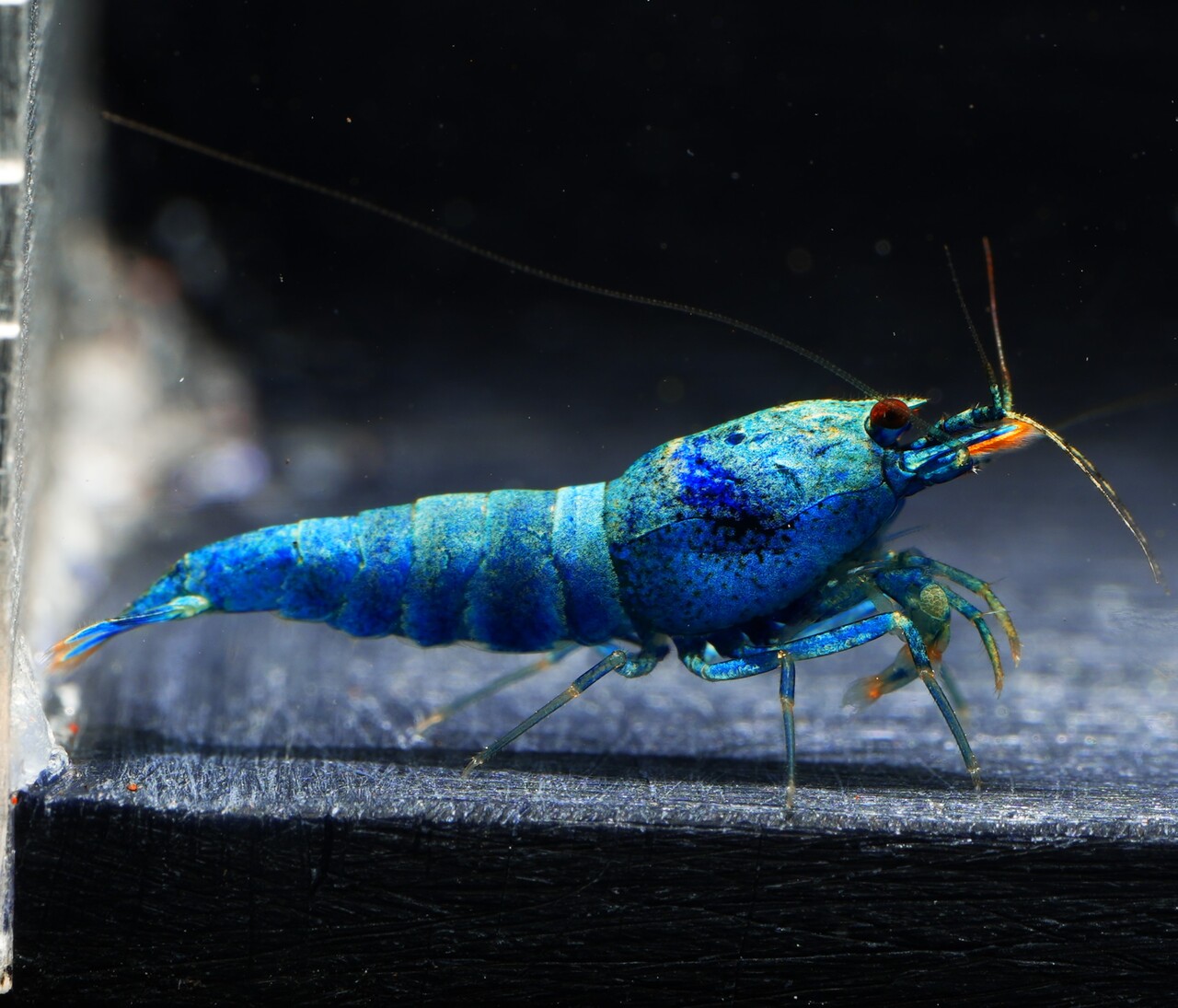 5x Extreme Blue Bolt