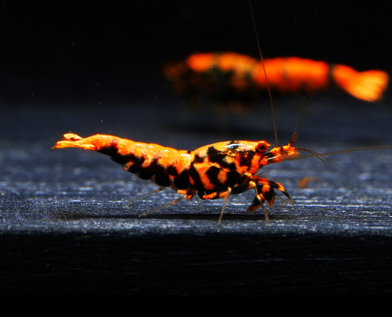 3x Orange Boa (1)