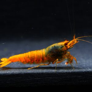 6x Orange Blue Steel