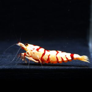 5x Red Fancy Tiger