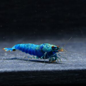 5x Extreme Blue Bolt