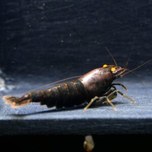 5x Purple Metallic OE