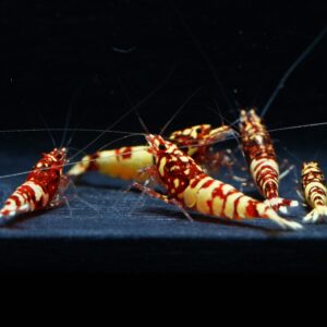 5x Red Melting Snowfall