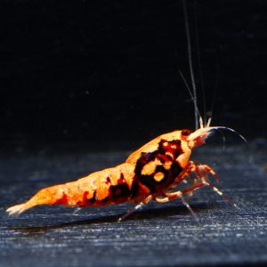 10x Red Galaxy Boa (1)