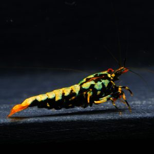 5x Black Galaxy Boa (1)