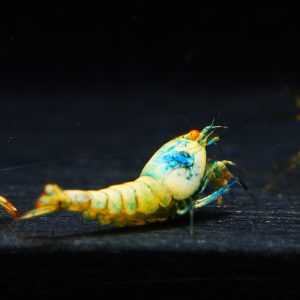 5x Blue Bolt OE juve.