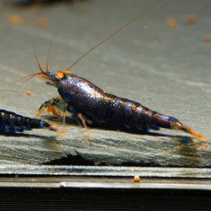 5x Purple Metallic OE