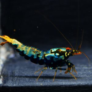 1x Metallic Blue Boa fem.