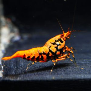 1x Orange Base Boa fem (1)