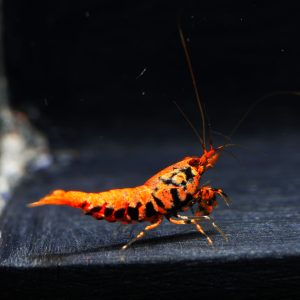 1x Orange Base Boa fem. (2)