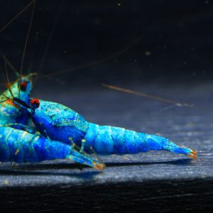 5x Extreme Blue Bolt