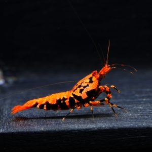 1x Orange Base Boa fem. (3)