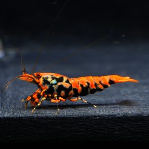 1x Orange Base Boa fem. (4)