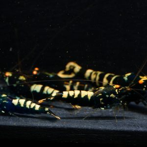 5x Black Galaxy Zebra OE