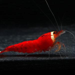 10x Super Crystal Red (Santa)