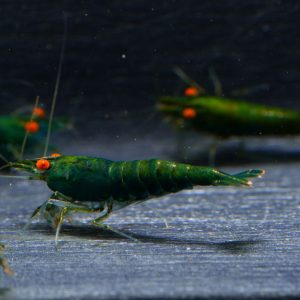 10x Neocaridina Green Jade OE