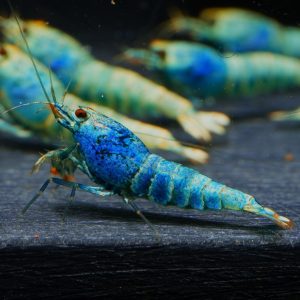 15x Classic Blue Bolt