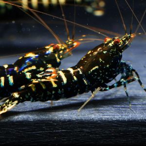 7x Black Zebra Galaxy